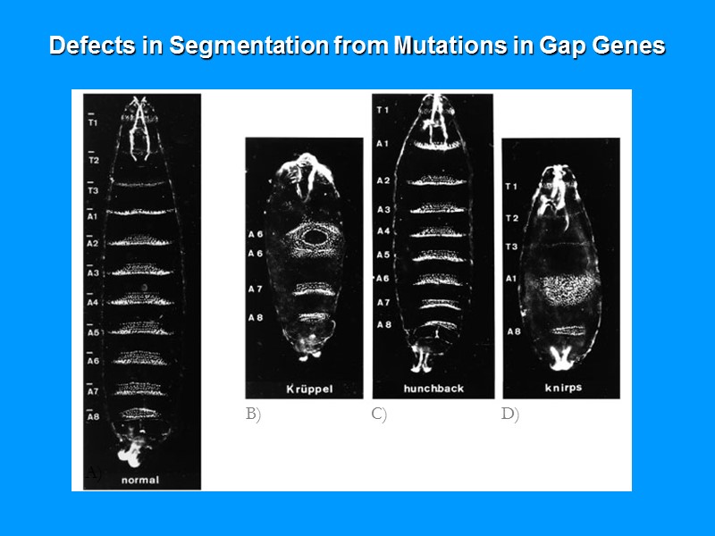 Defects in Segmentation from Mutations in Gap Genes A) B) C) D) Defects in Segmentation from Mutations in Gap Genes A) B) C) D)